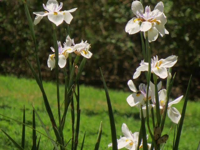 Dietes White