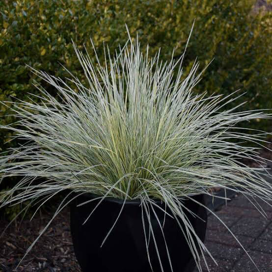 Deschampsia Cespitosa ‘Northern Lights’