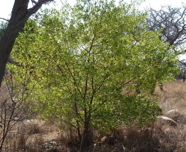 Dodonea Angustifolia Green