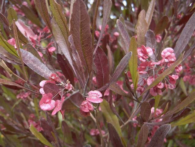 Dodonaea Purpurea