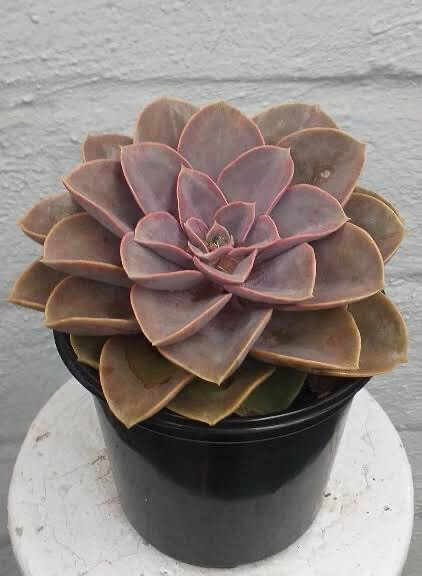 Echeveria Gibbiflora Var. Metallica