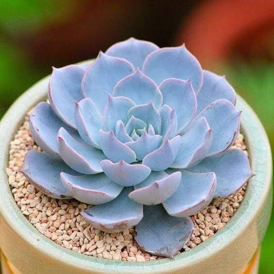 Echeveria Peacockii