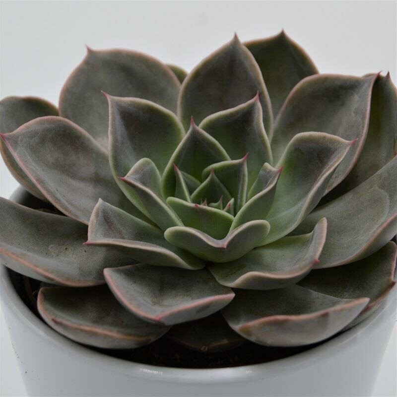 Echeveria Costa