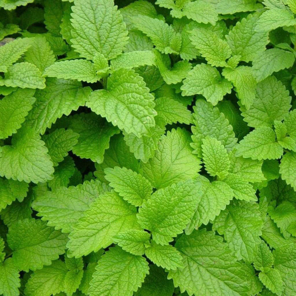 Herb Lemon balm