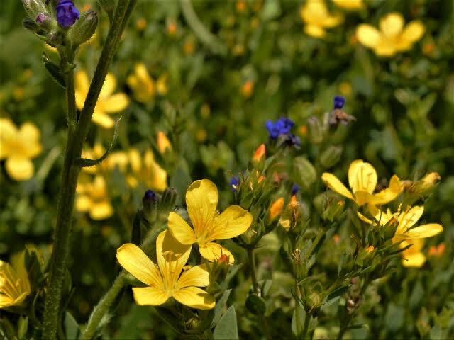 Linum Africanum