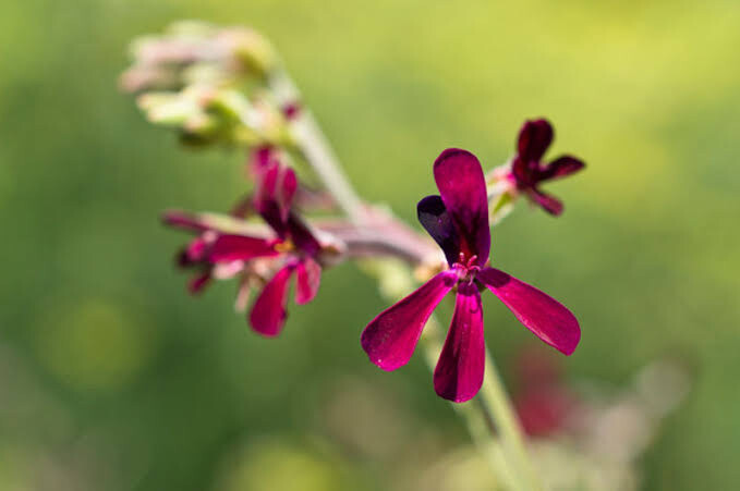 Pelargonium sidoides