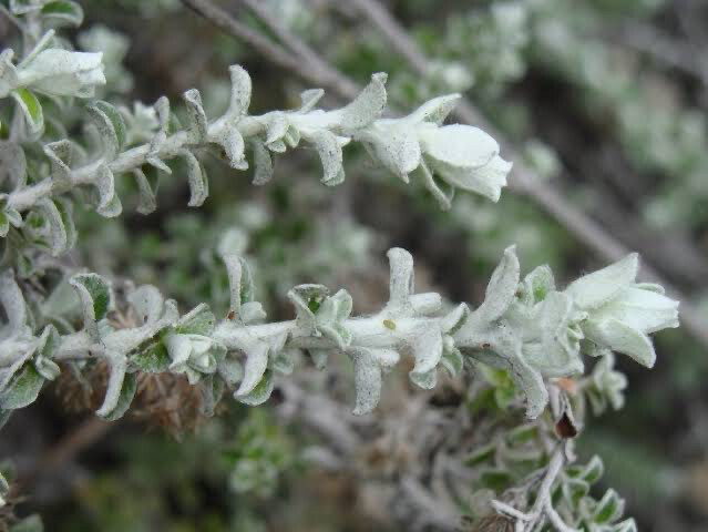Plecostachys serpyllifolia