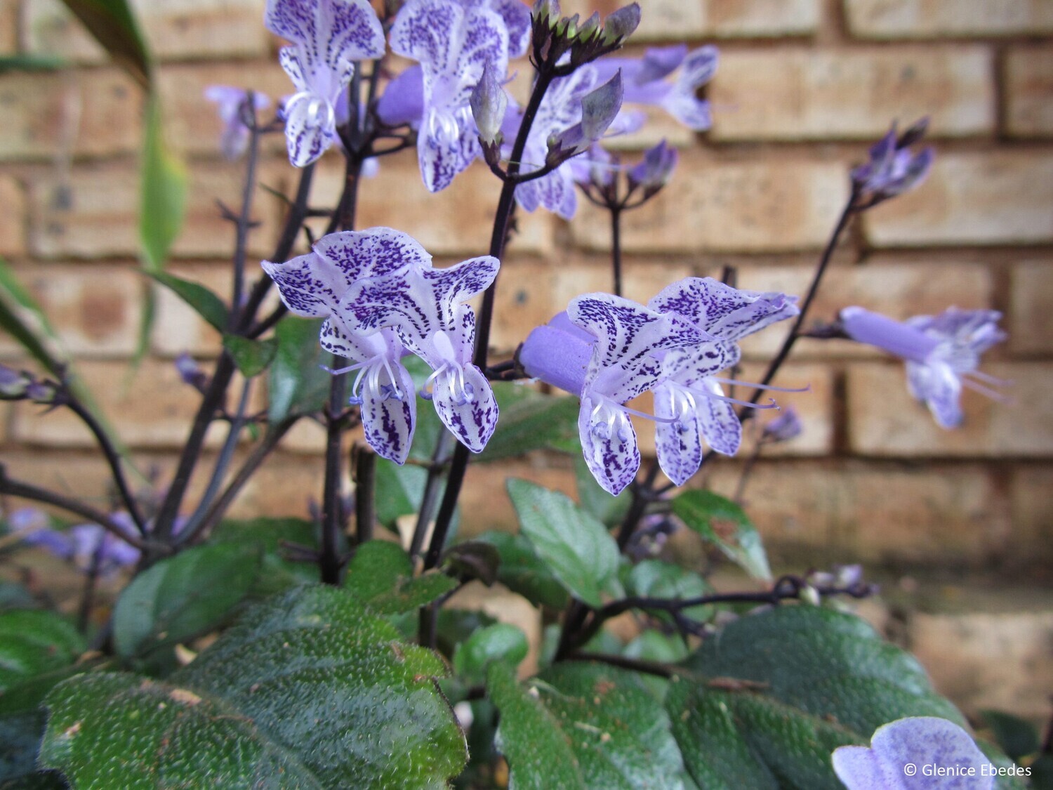 Plectranthus ‘Mona Lavender’