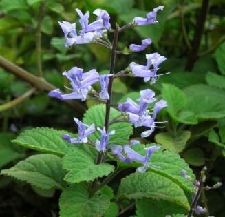 Plectranthus Zuluensis