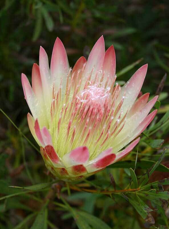 Protea Ruby Blush