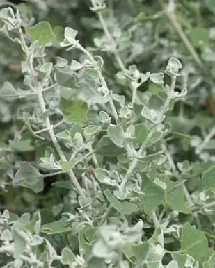 Rhagodia Hastata