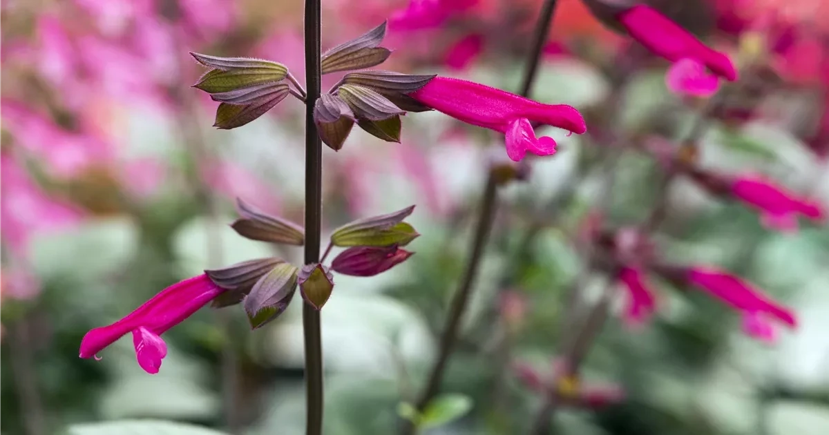 Salvia Salmia Dark Purple