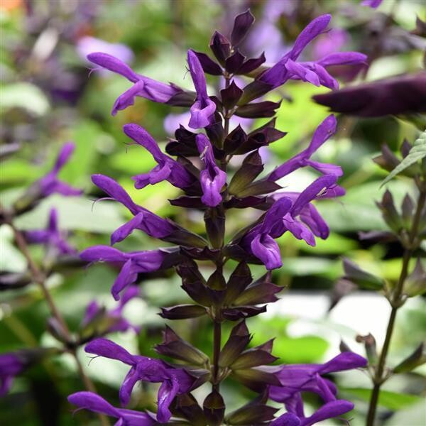 Salvia Guaranitica Purple and Bloom