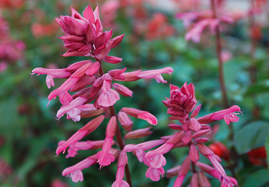Salvia Salmia Pink