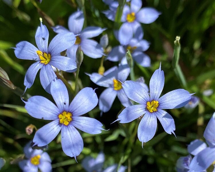Sisyrinchium ‘Blue Eyed Grass’
