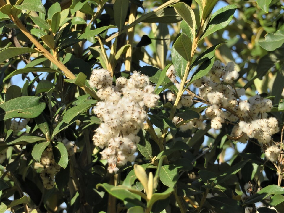 Tarchonanthus Camphoratus
