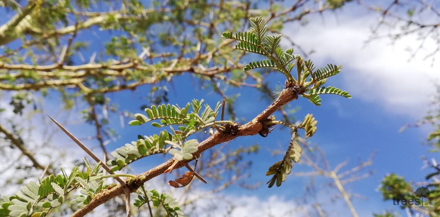 Vachellia Xanthophloea 