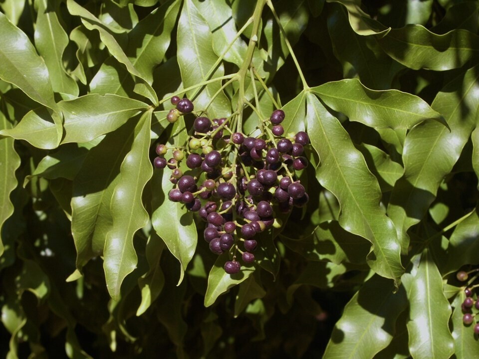 Vepris lanceolata 10L