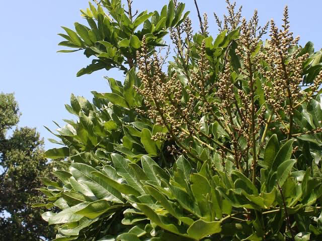 Deinbollia oblongifolia 10L
