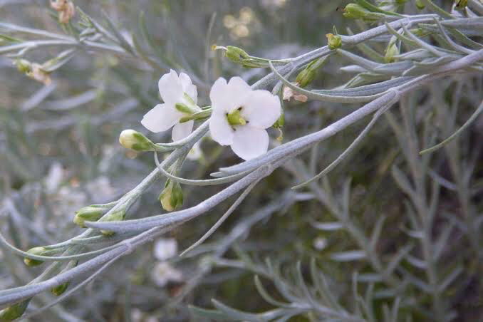 Gomphostigma Virgatum