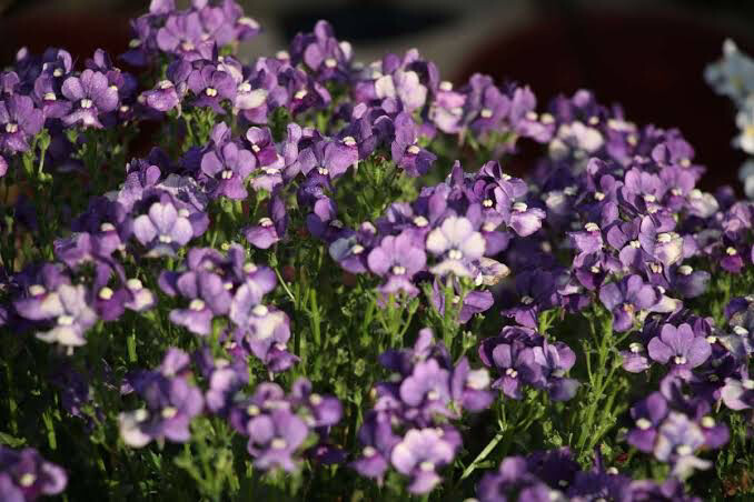 Nemesia Denim