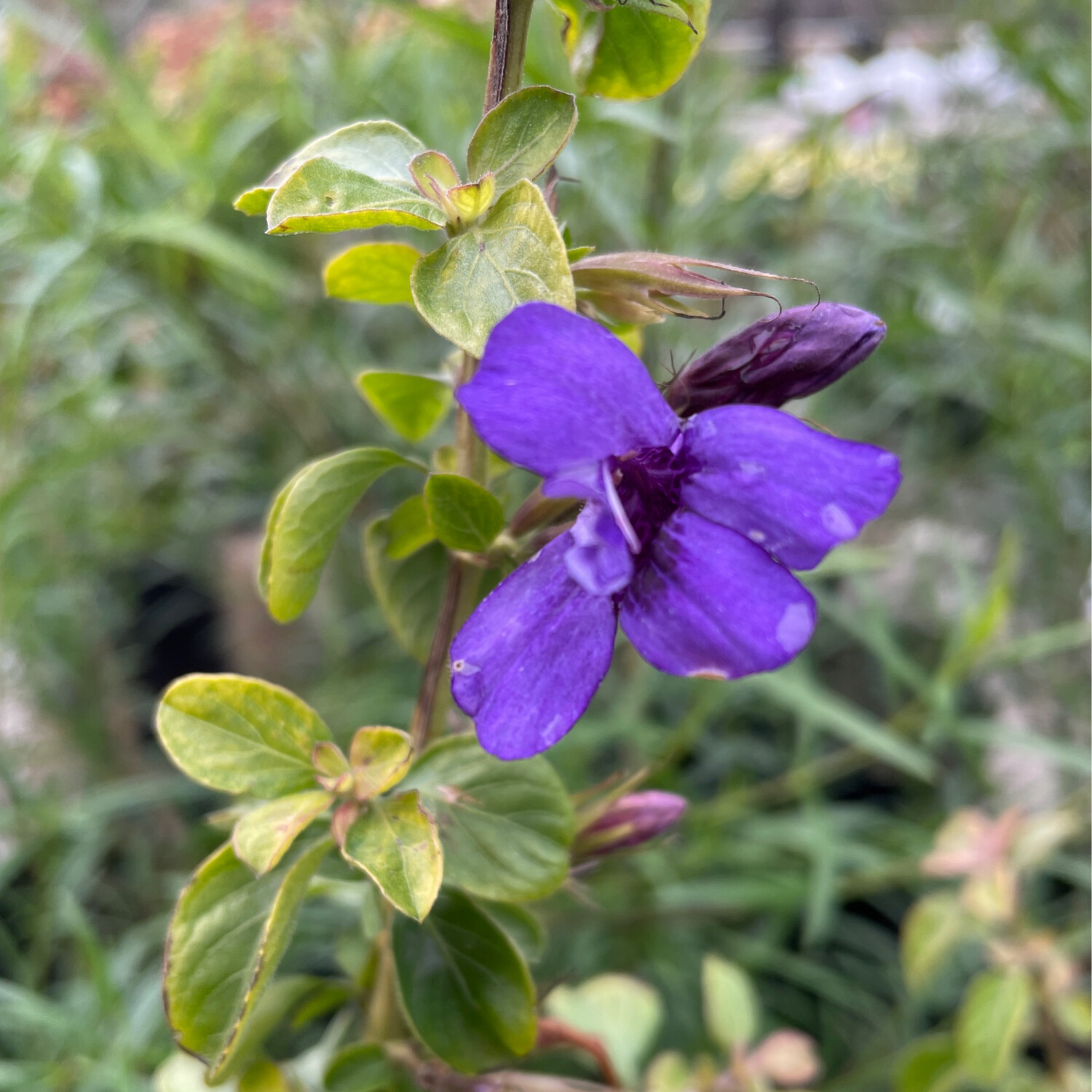 Dyschoriste Thunbergiflora