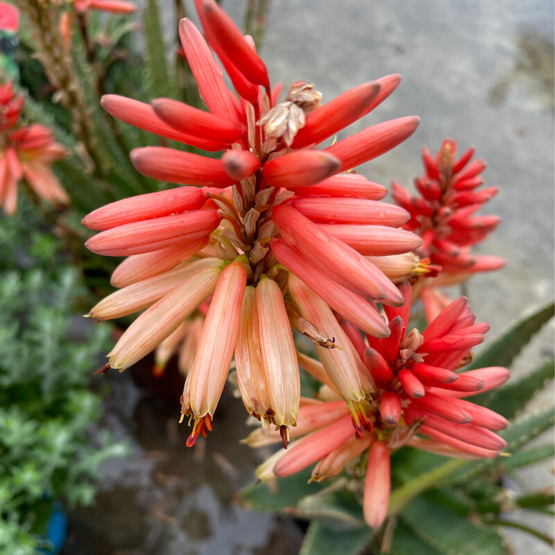 Aloe Twice As Nice