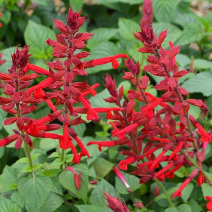 Salvia Red Roman