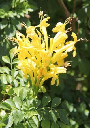 Tecoma Capensis Yellow