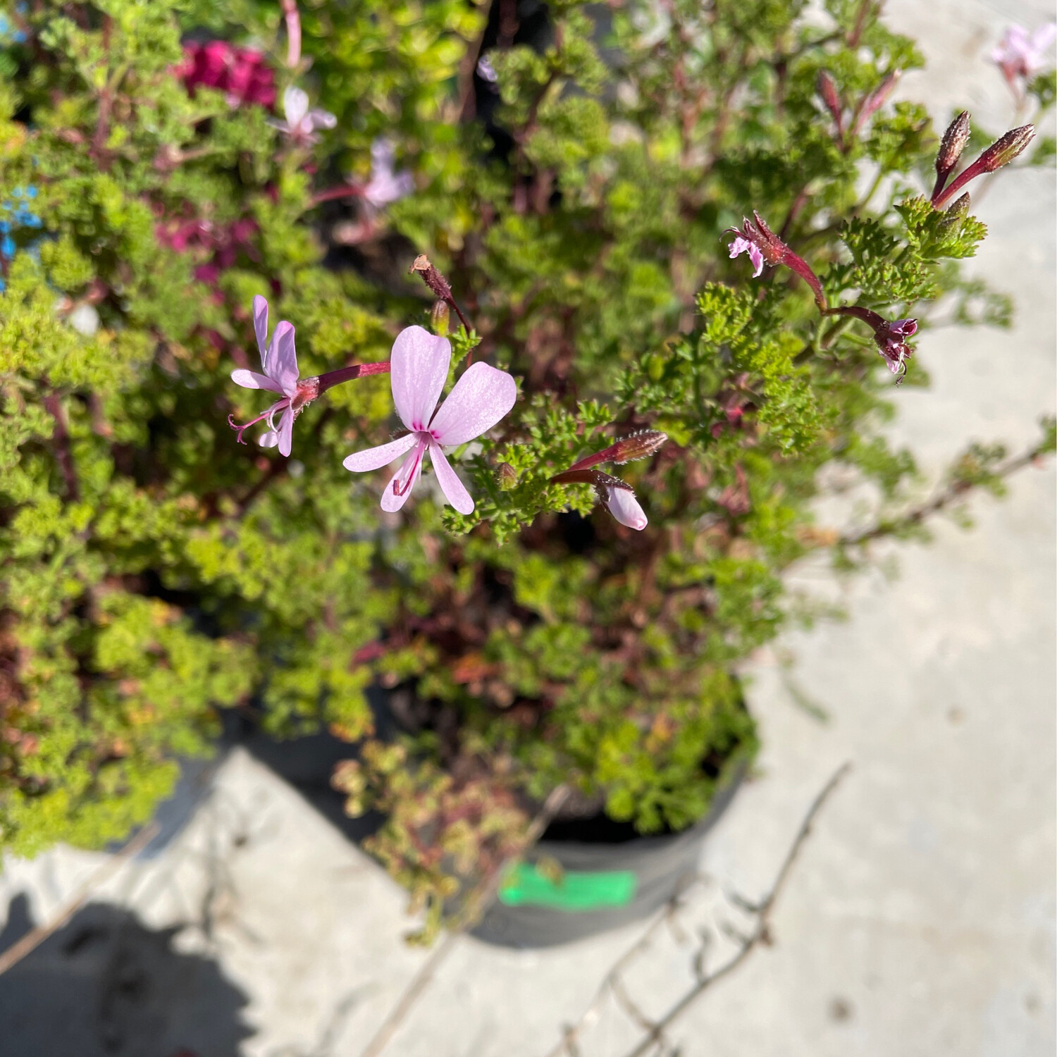Pelargonium Fruticosum