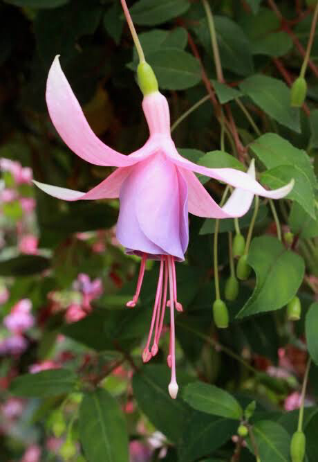 Fuchsia Lady Patricia Mountbatten