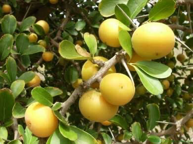 Dovyalis Caffra