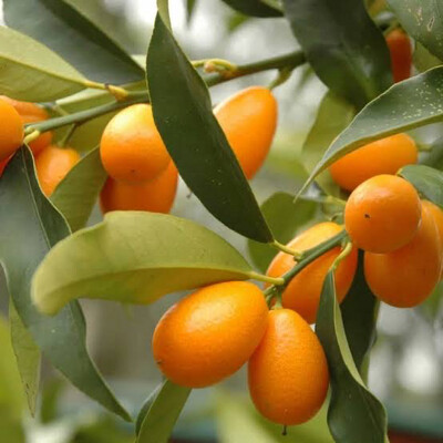 Kumquat