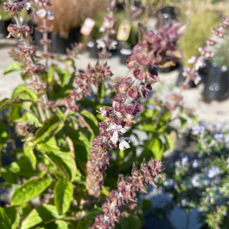 Basil Bush