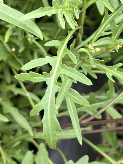 Herb - Rocket