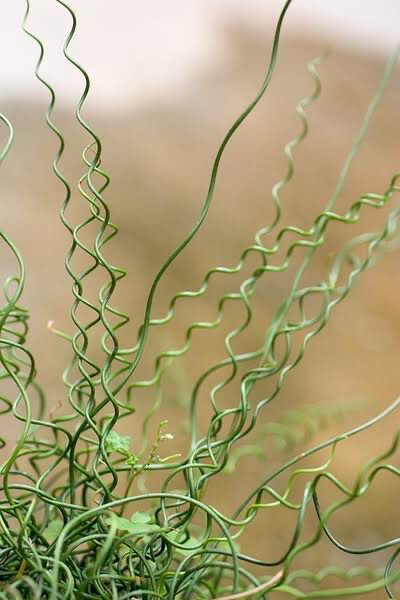 Juncus Spiralis