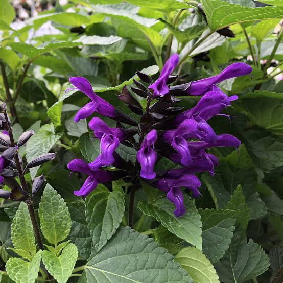 Salvia PW Rocking ‘Purple’
