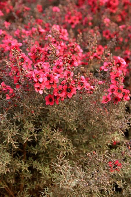 Leptospermum ‘Cherry Brandy’