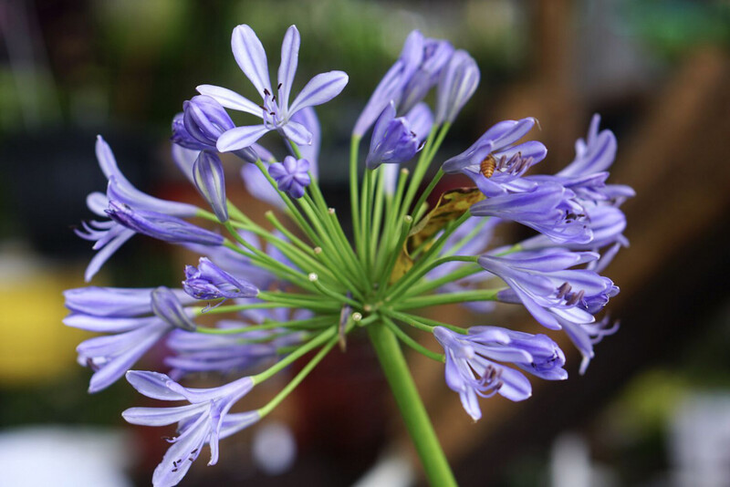 Agapanthus Africanus open ground