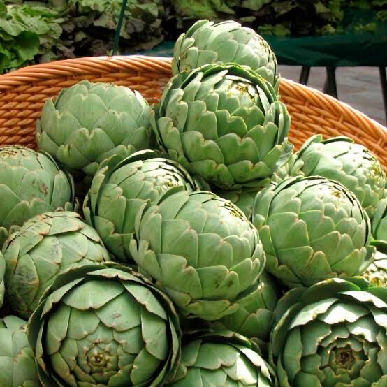 Artichoke ‘Green Globe’ (Cynara)
