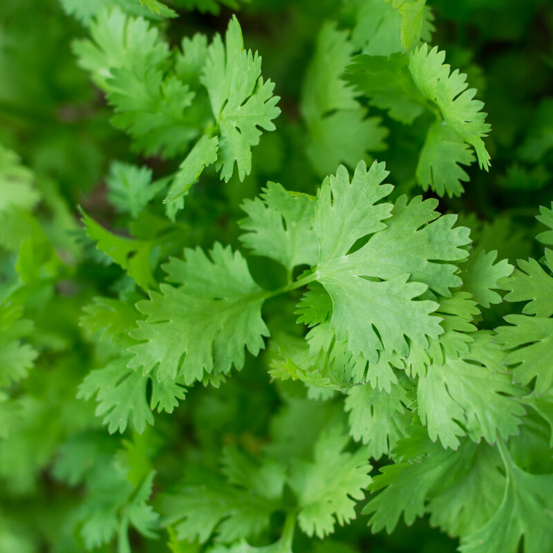 Herb - Coriander
