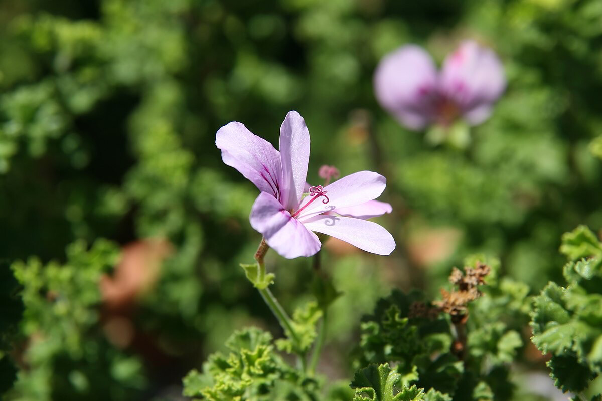 Pelargonium Crispum