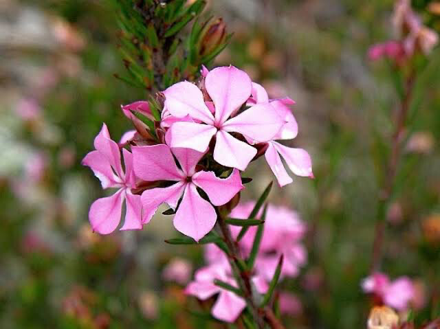 Acmadenia Obtusata
