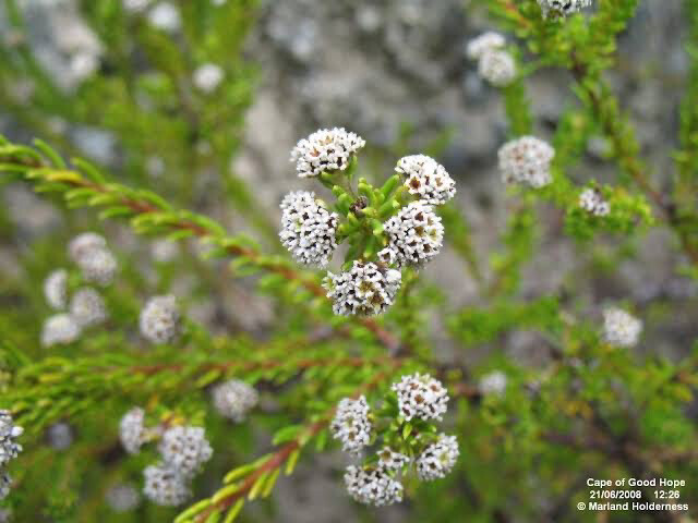 Phylica Ericoides