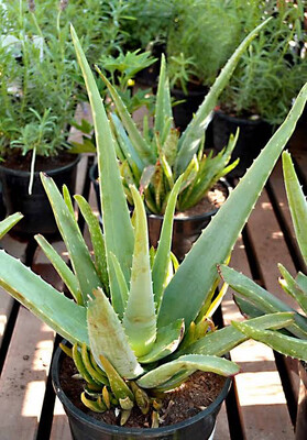 Aloe barbadensis Aloe Vera