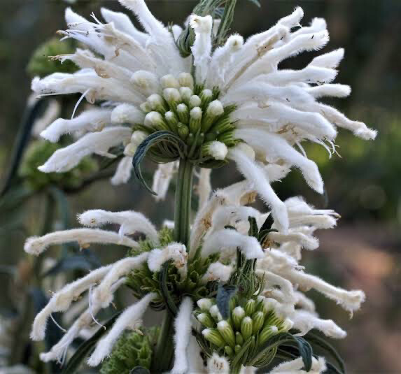 Leonotus Leonorus White