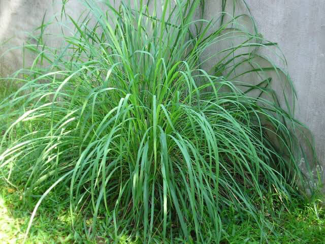 Cymbopogon Citratus