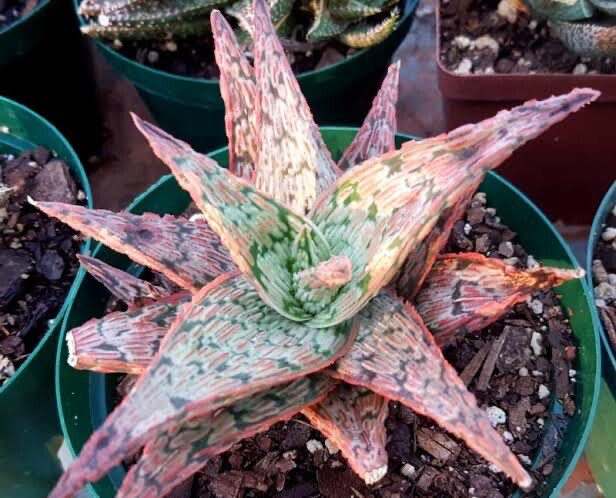 Aloe rauhi Pink blush