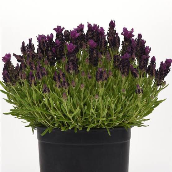 Lavandula Stoechas Bandera Deep Purple