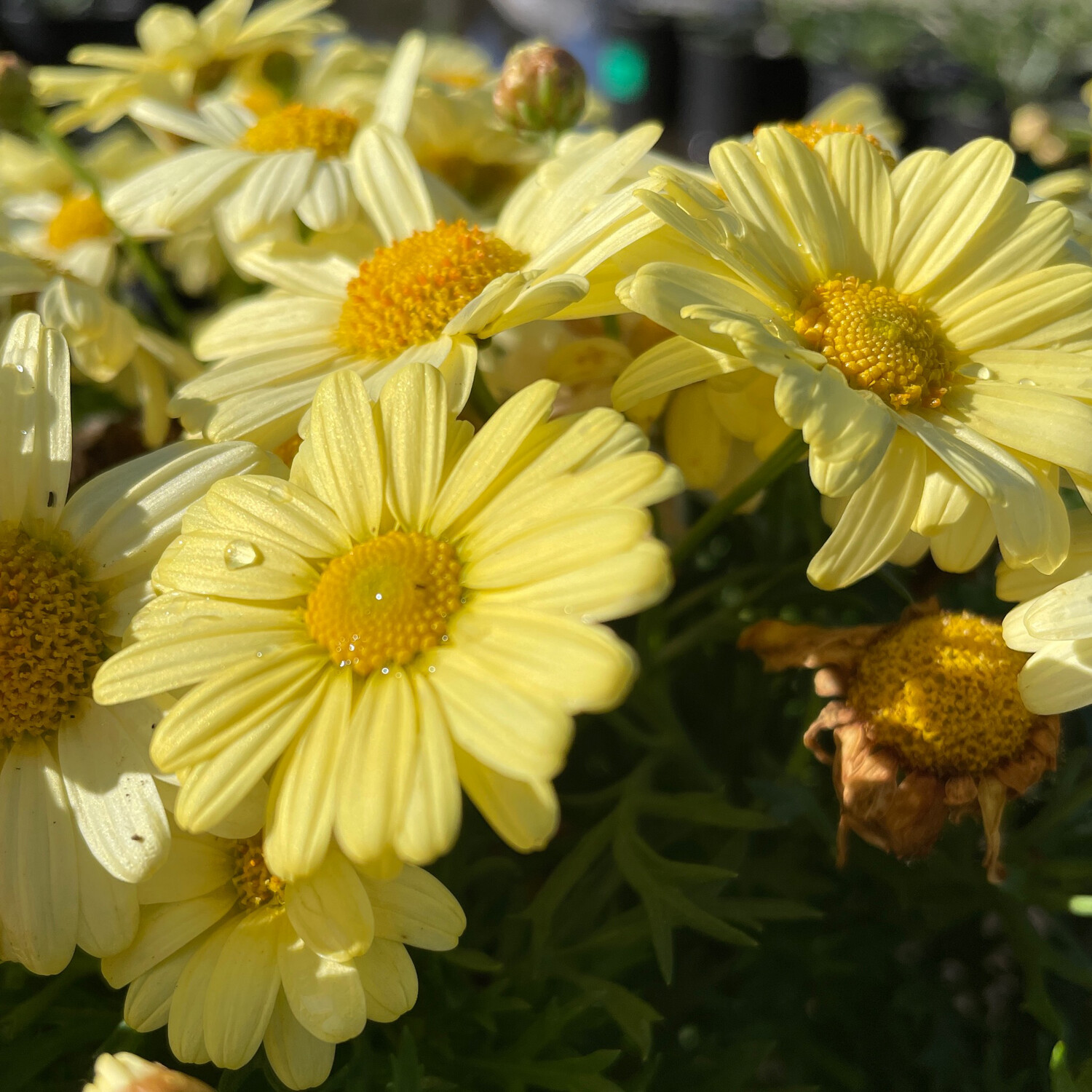 Argyranthemum Madeira Yellow